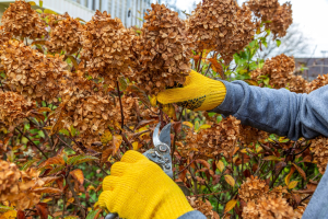 Jesień w ogrodzie – jakie prace należy wykonać?