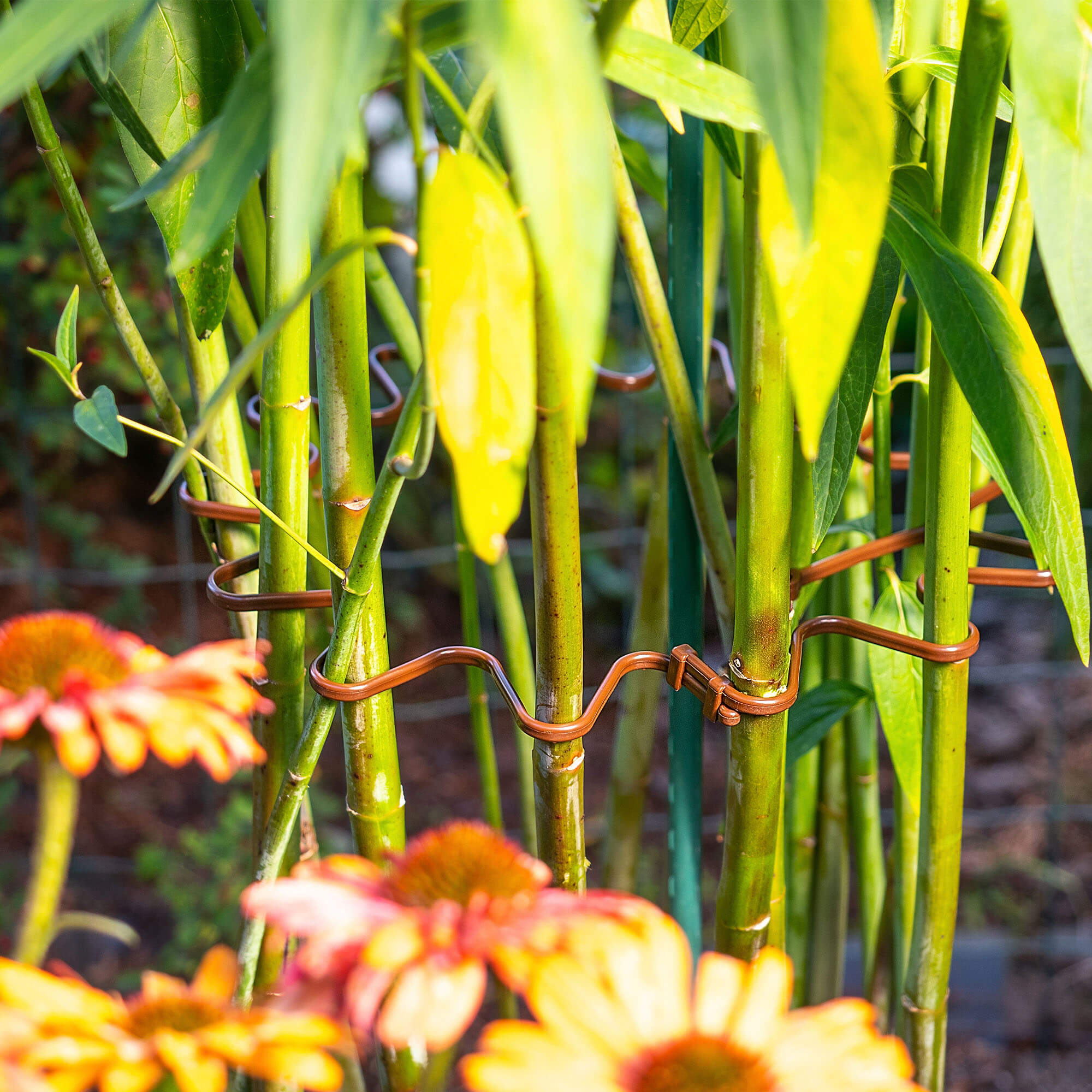 Obejma do roślin Montlaur 21 cm brązowa 20 szt.