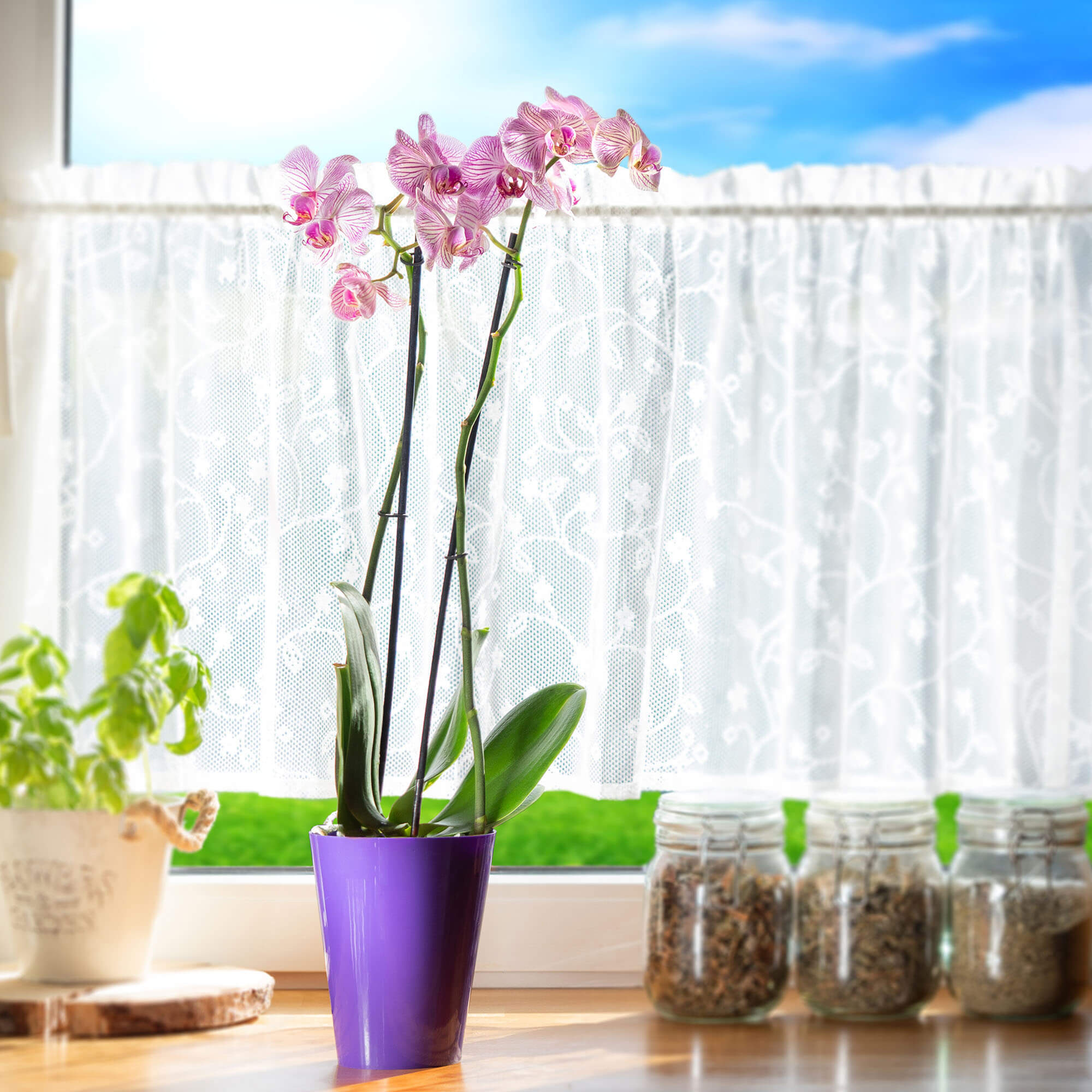 Doniczka na storczyka Cerda 13 cm, fioletowa