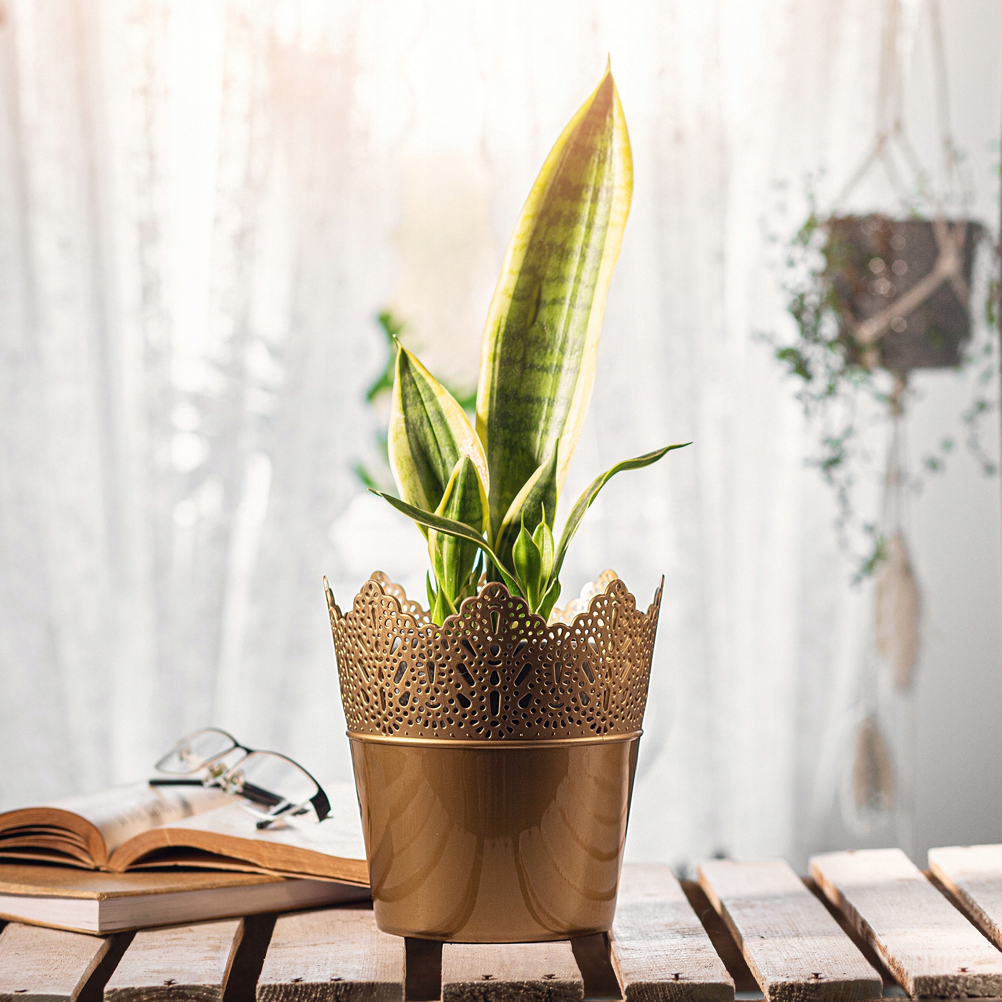 Doniczka Calade na kwiaty z koronką 12 x 11 cm, złota