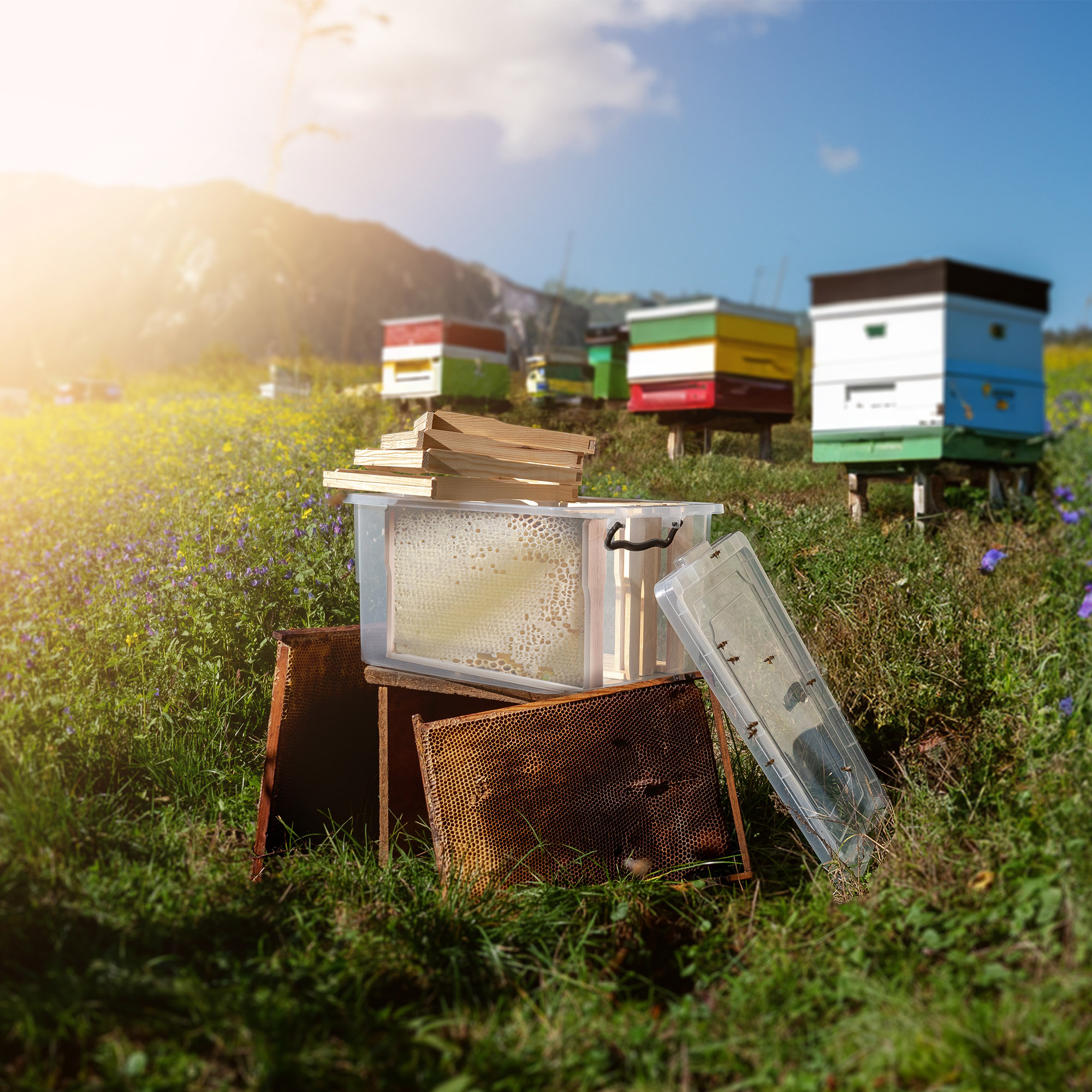 Pojemnik na ramki miodu Colle 40L, dla ramek Langstroth i Dadant