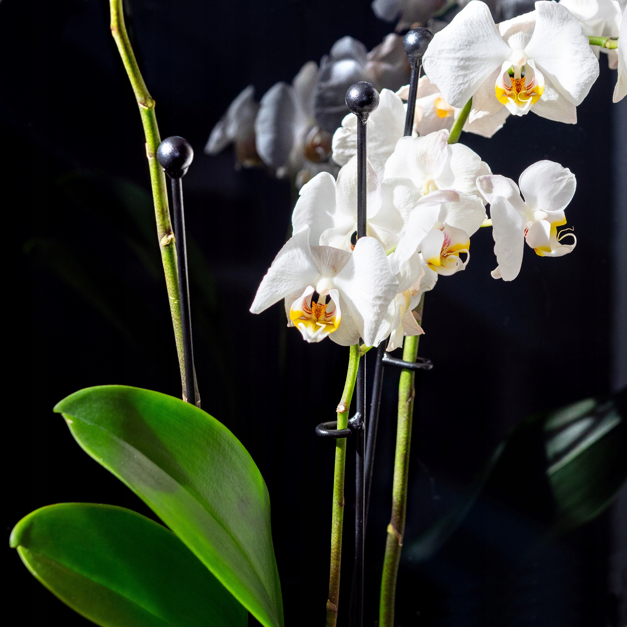 Podpora do storczyków Sylte 50 cm, 10 szt. kółko