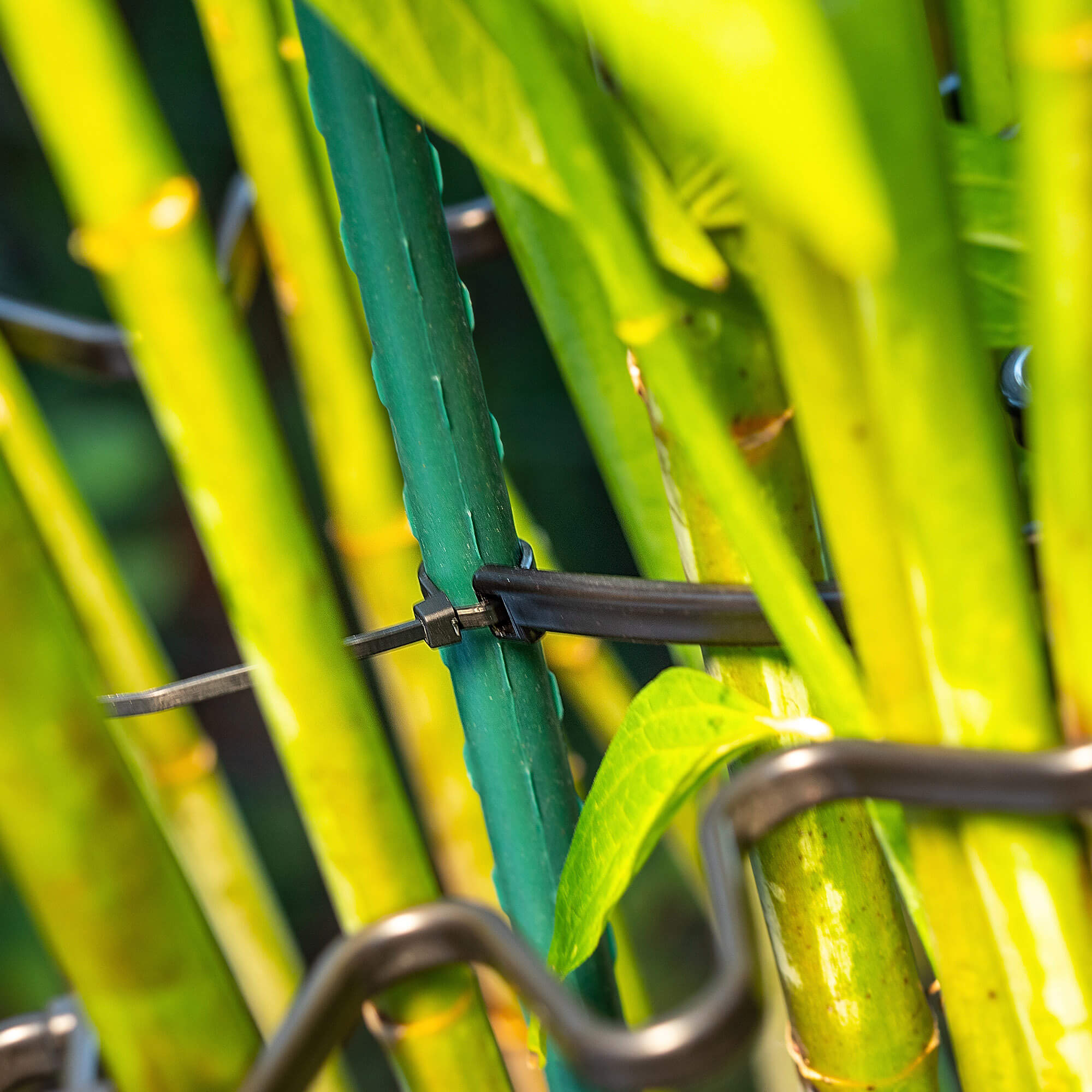 Obejma do roślin Montlaur z opaską zaciskową 21 cm czarna 20 szt.