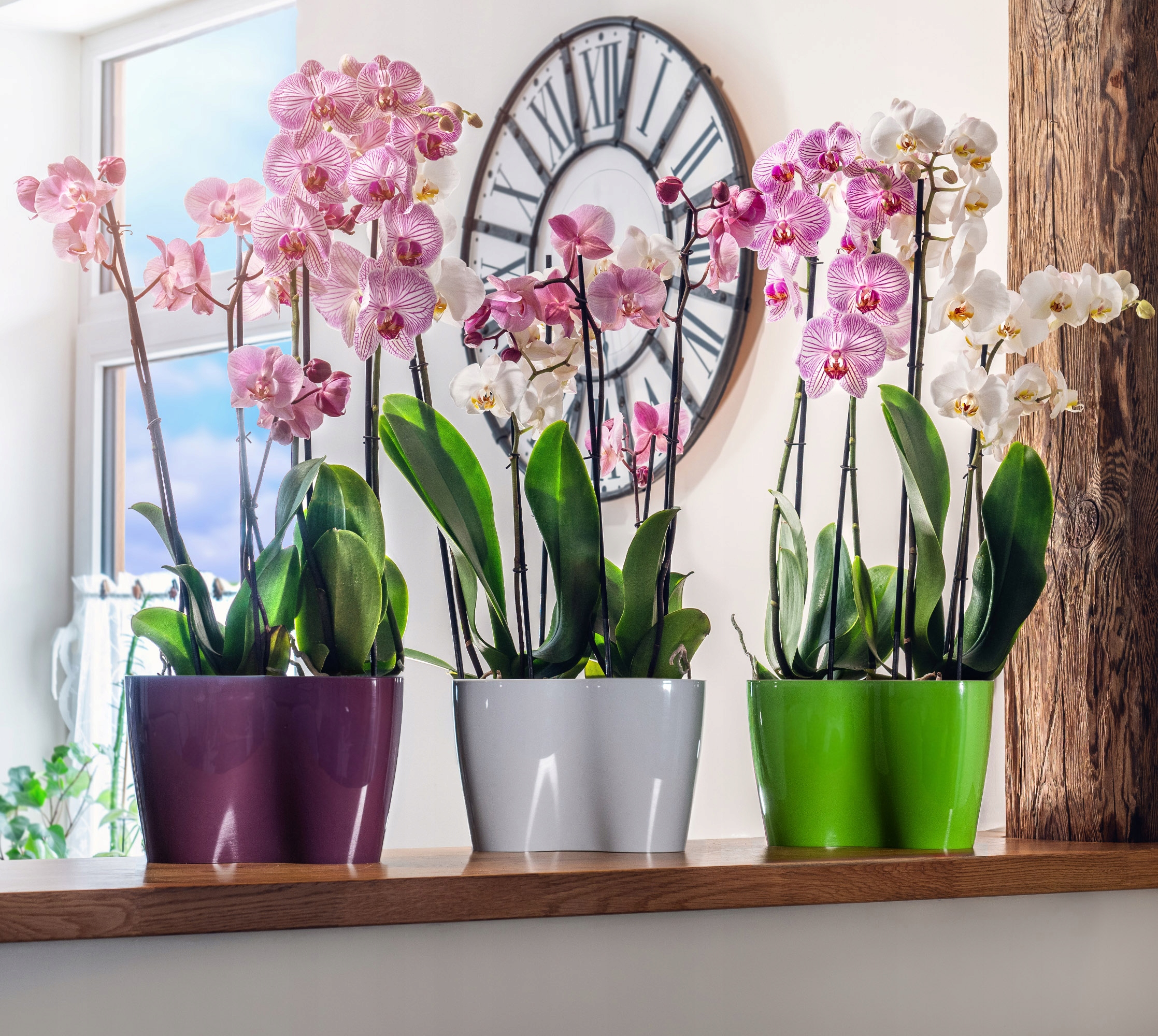 Doniczka do storczyków podwójna Fermo 15 x 23 cm, beżowa