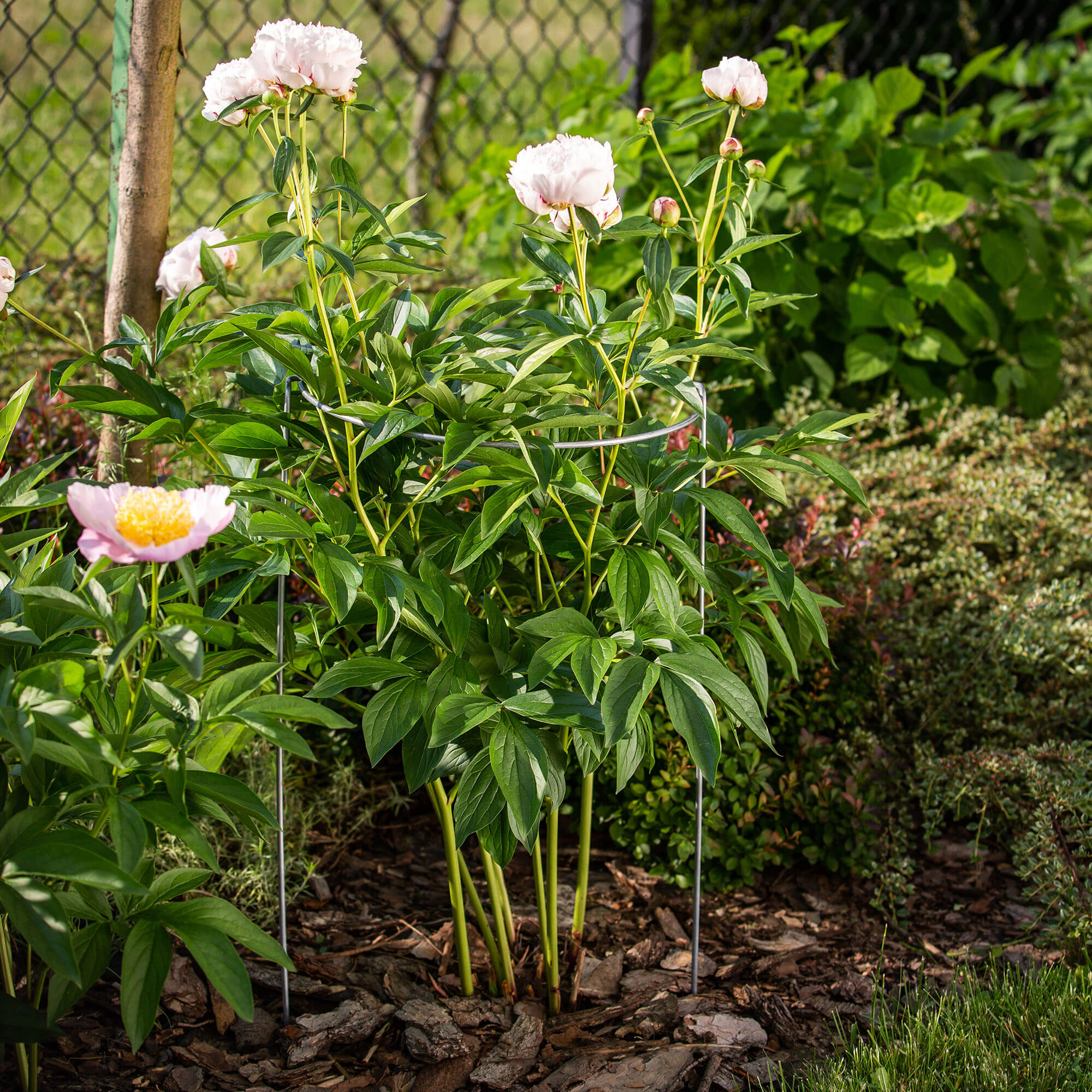 Podpora do roślin 39 x 75 cm