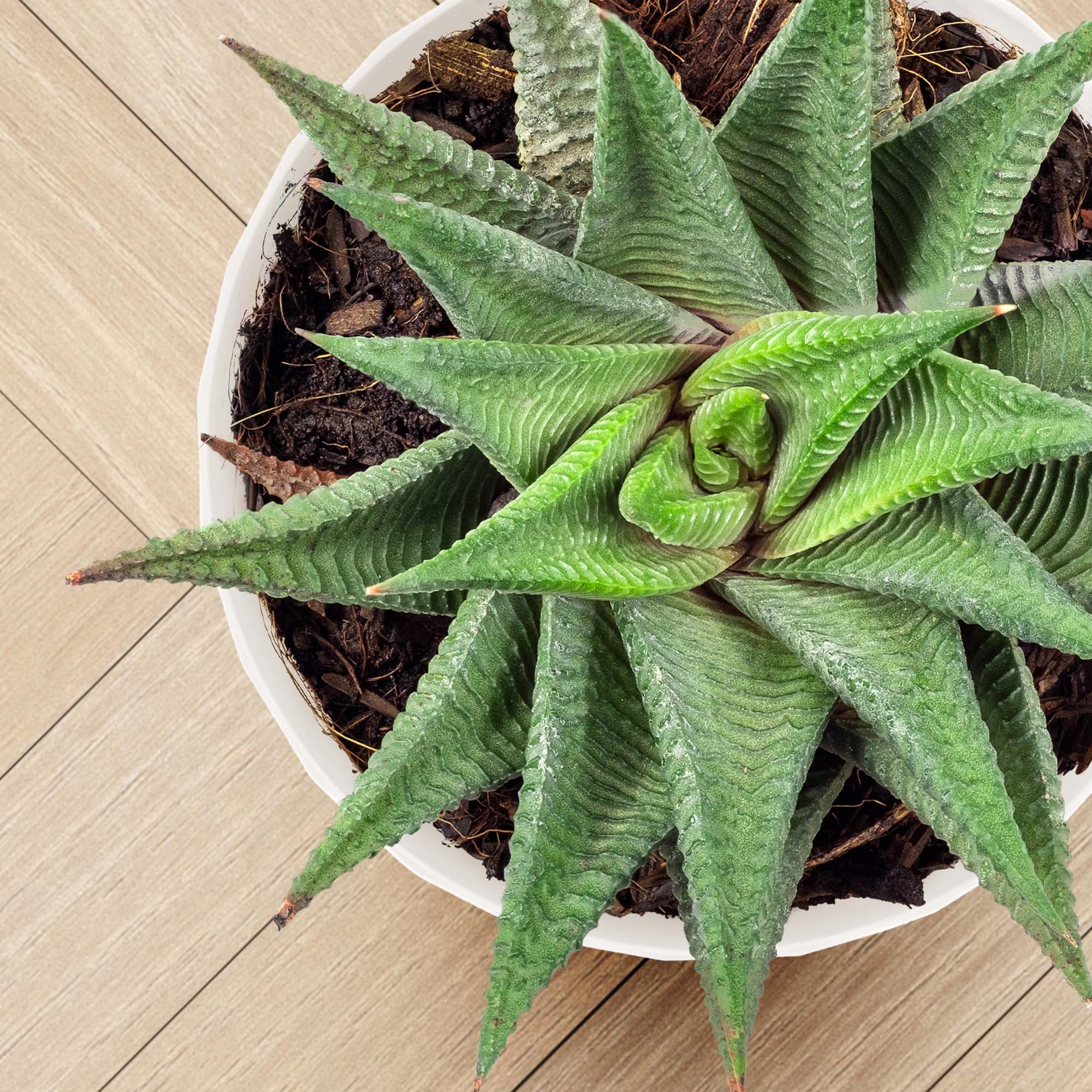 Doniczka na kwiaty z podstawką kremowa Amily 25 cm, 3 szt.