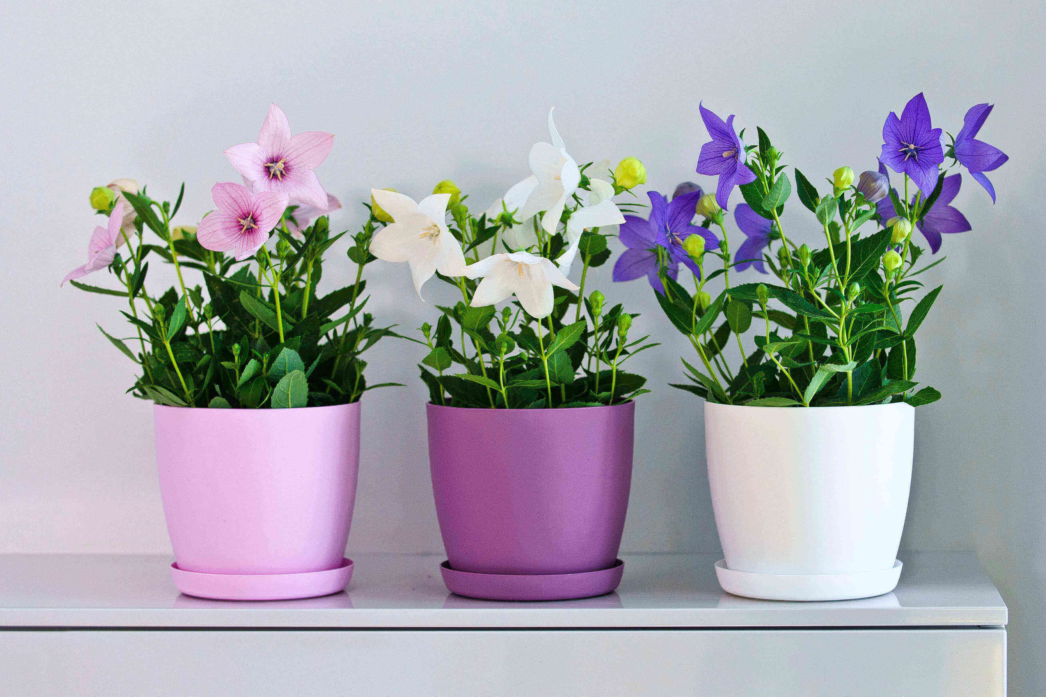 Doniczka Agen z podstawką 18 cm, matowa różowa