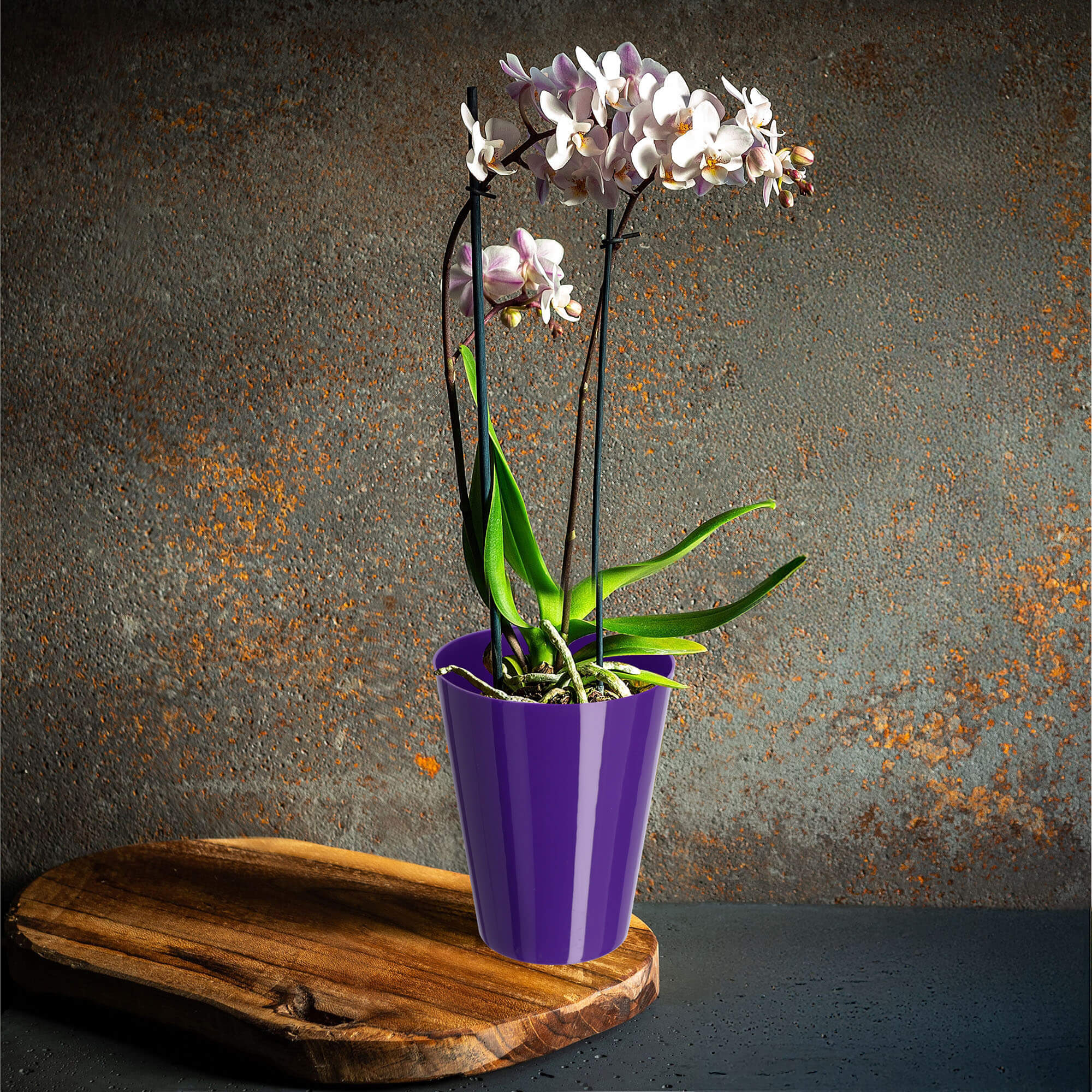 Doniczka na storczyka Cerda 13 cm, fioletowa