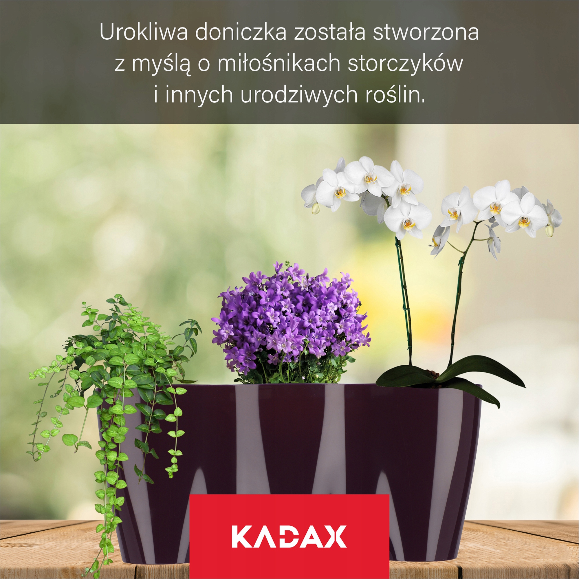 Doniczka do storczyków potrójna Fermo 35 x 15 cm, śliwka
