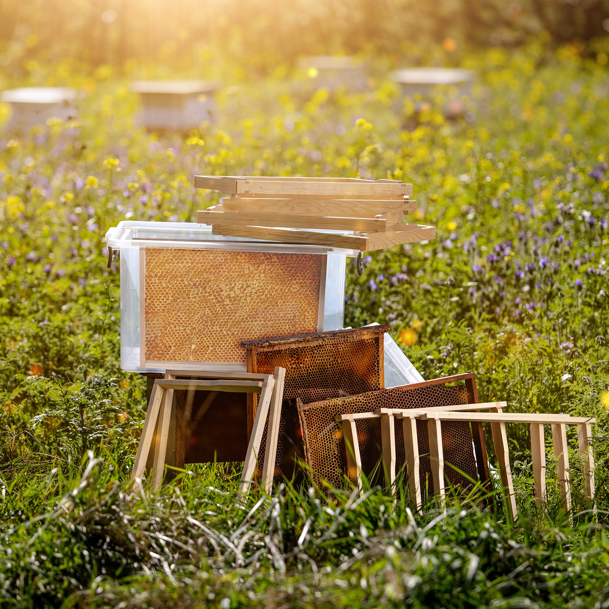 Pojemnik na ramki miodu Colle 40L, dla ramek Langstroth i Dadant