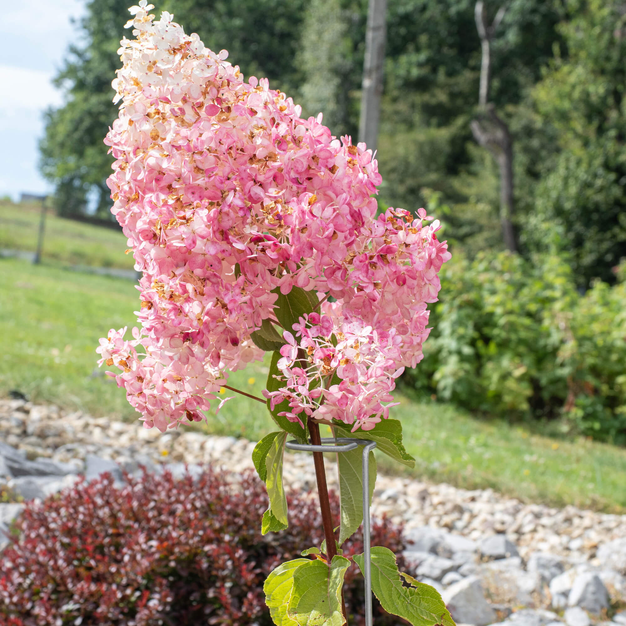 Podpora do roślin 90 x 6,5 cm