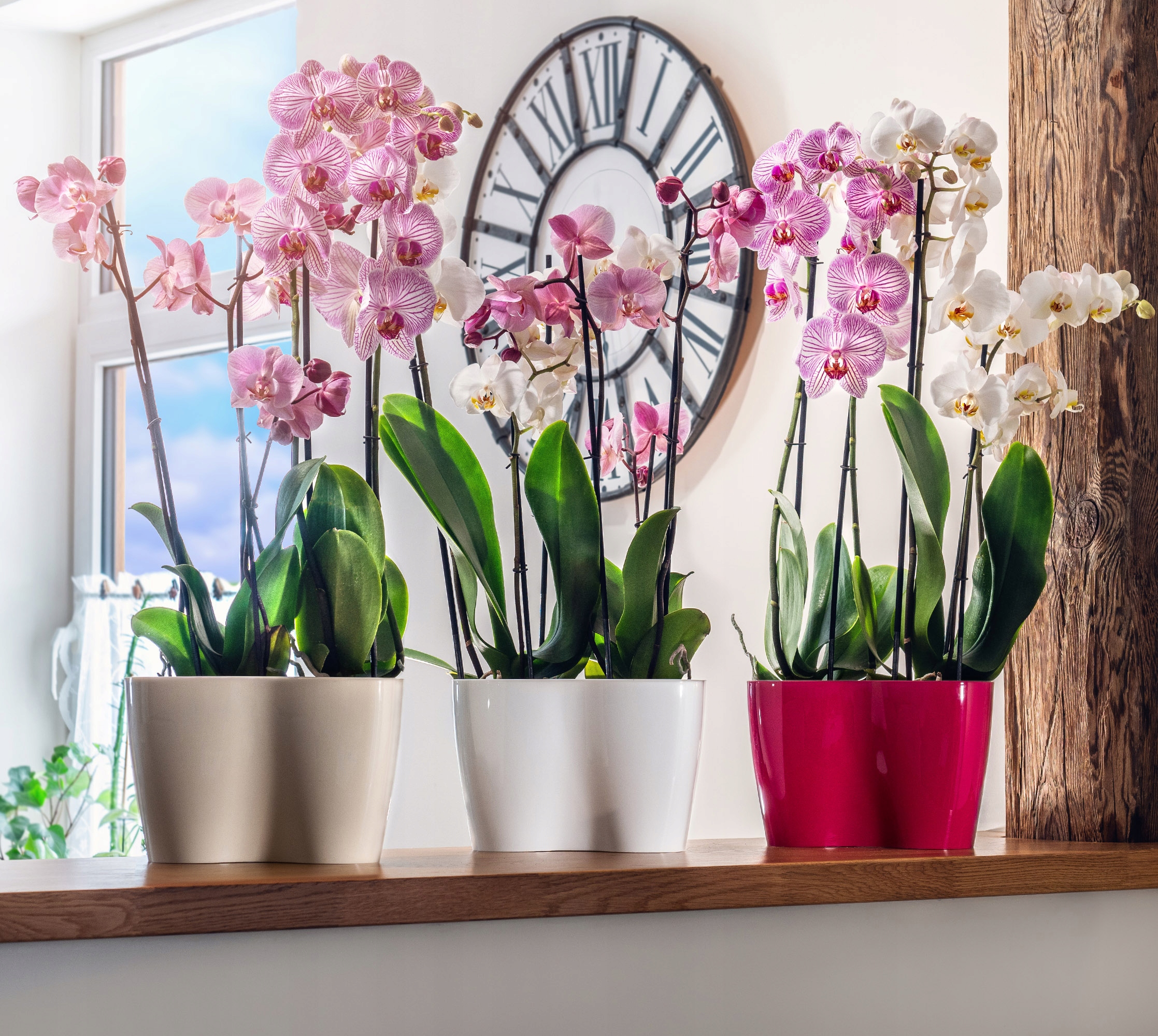 Doniczka do storczyków podwójna Fermo 15 x 23 cm, beżowa