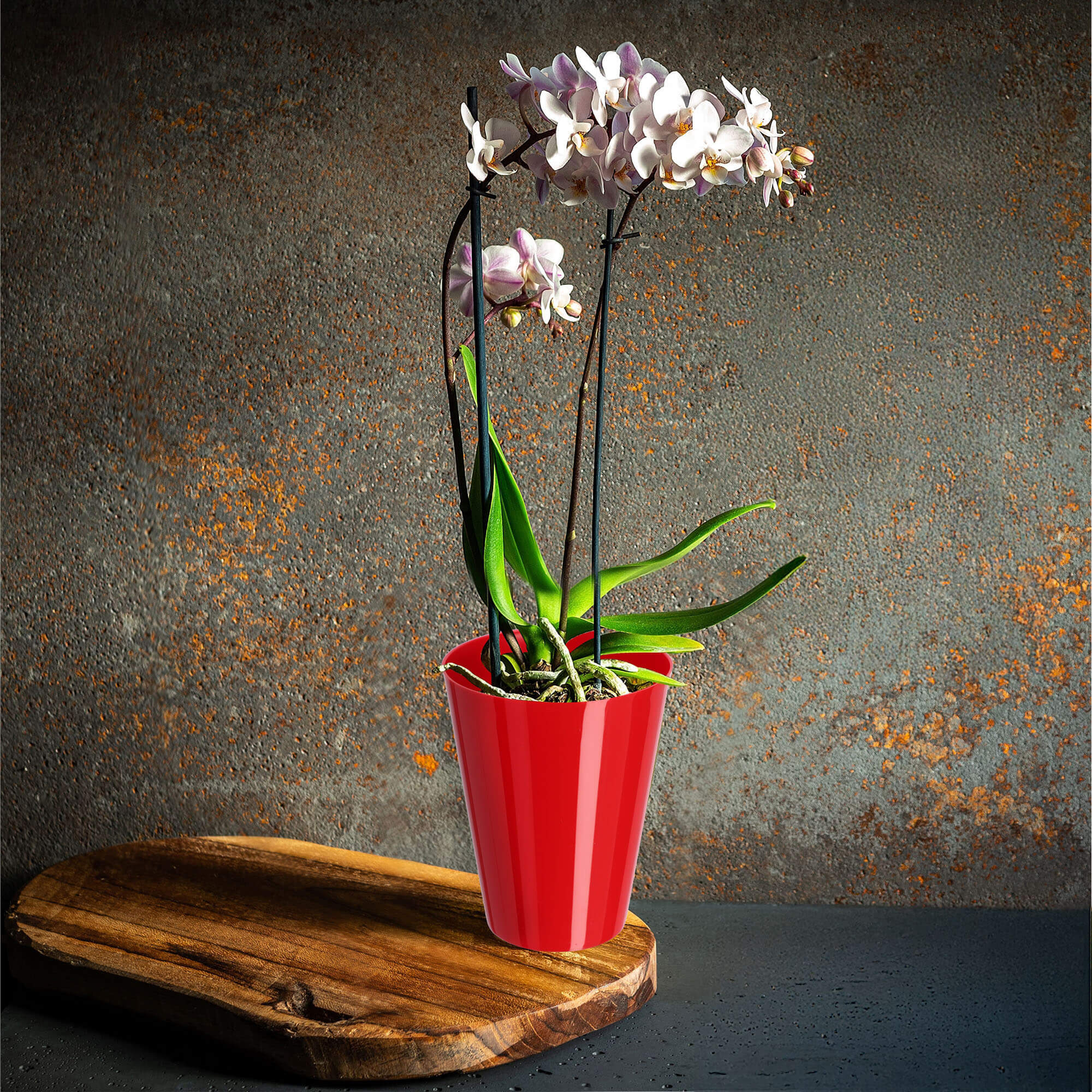 Doniczka na storczyka Cerda 13 cm, czerwona