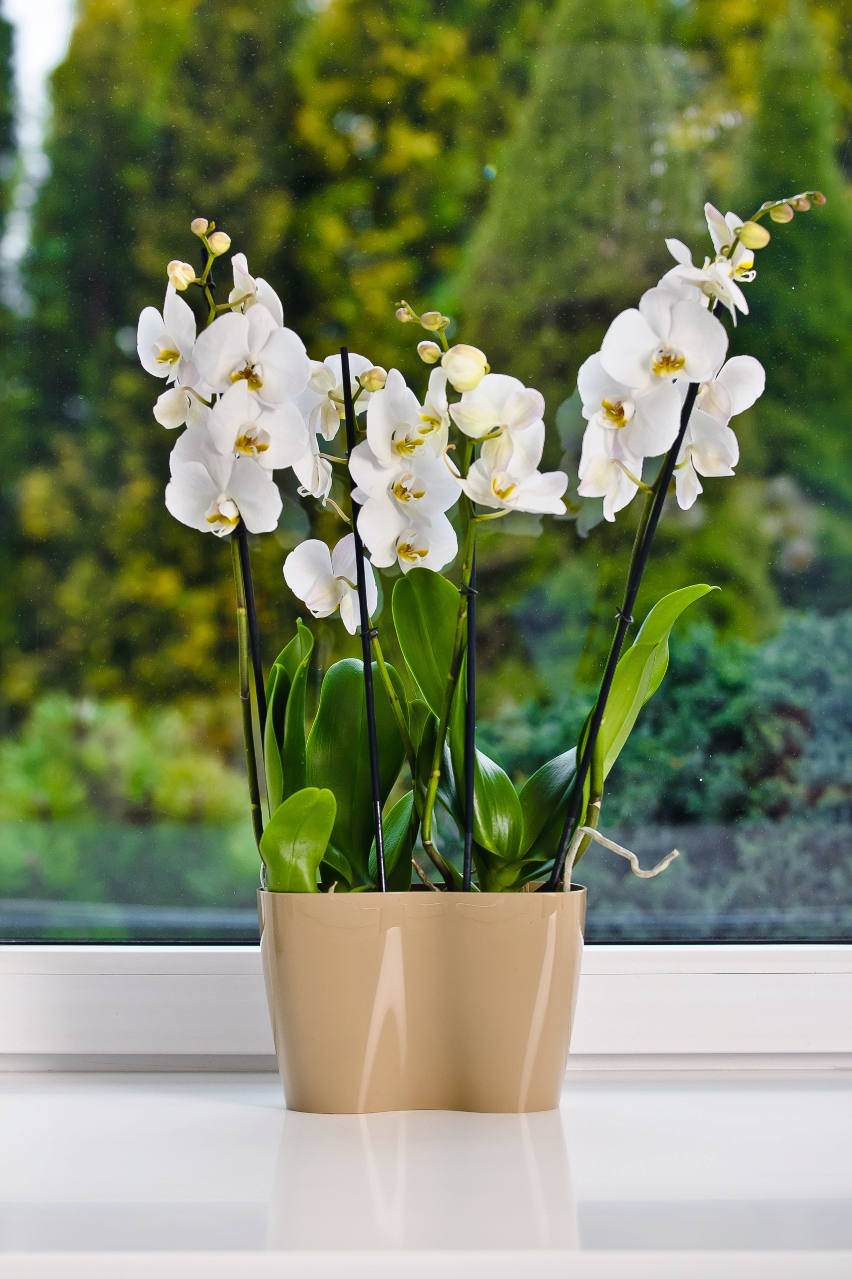 Doniczka do storczyków podwójna Fermo 15 x 23 cm, beżowa