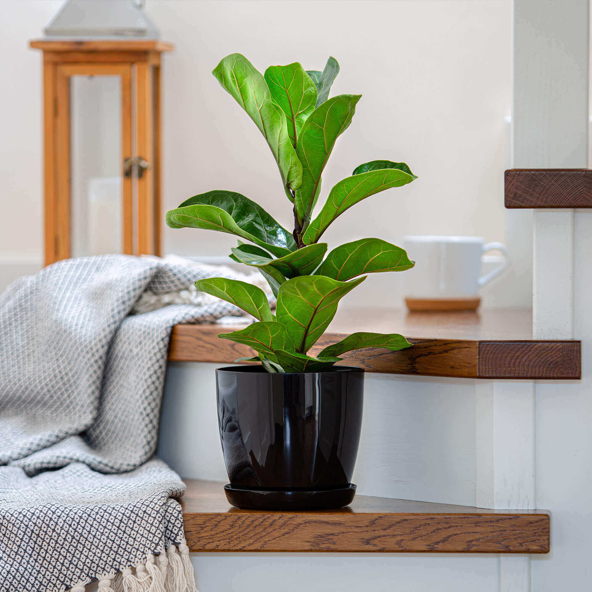 Doniczka na kwiaty z podstawką 14 cm, czarna gładka