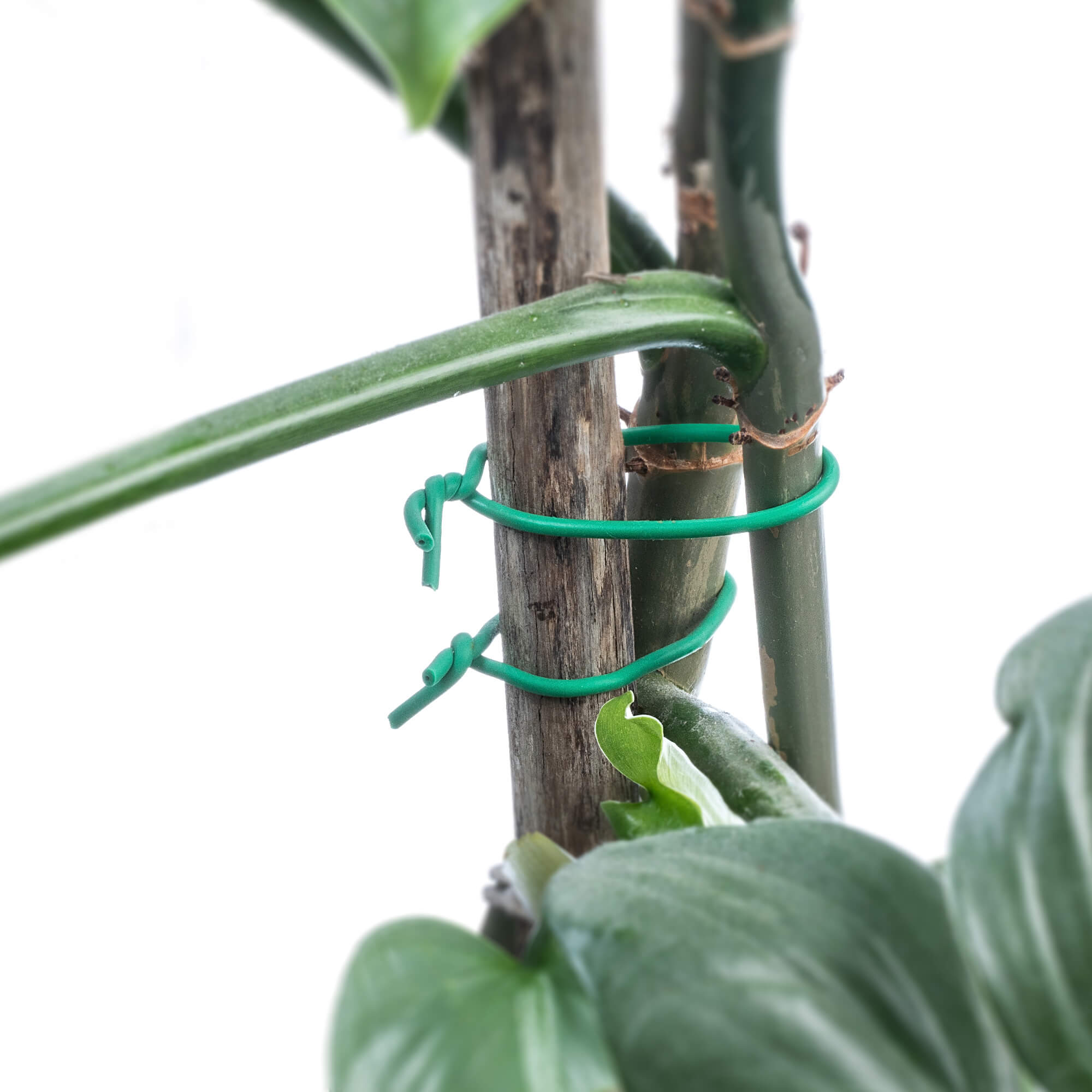 Opaska skręcana do roślin Draix TPR 5 m