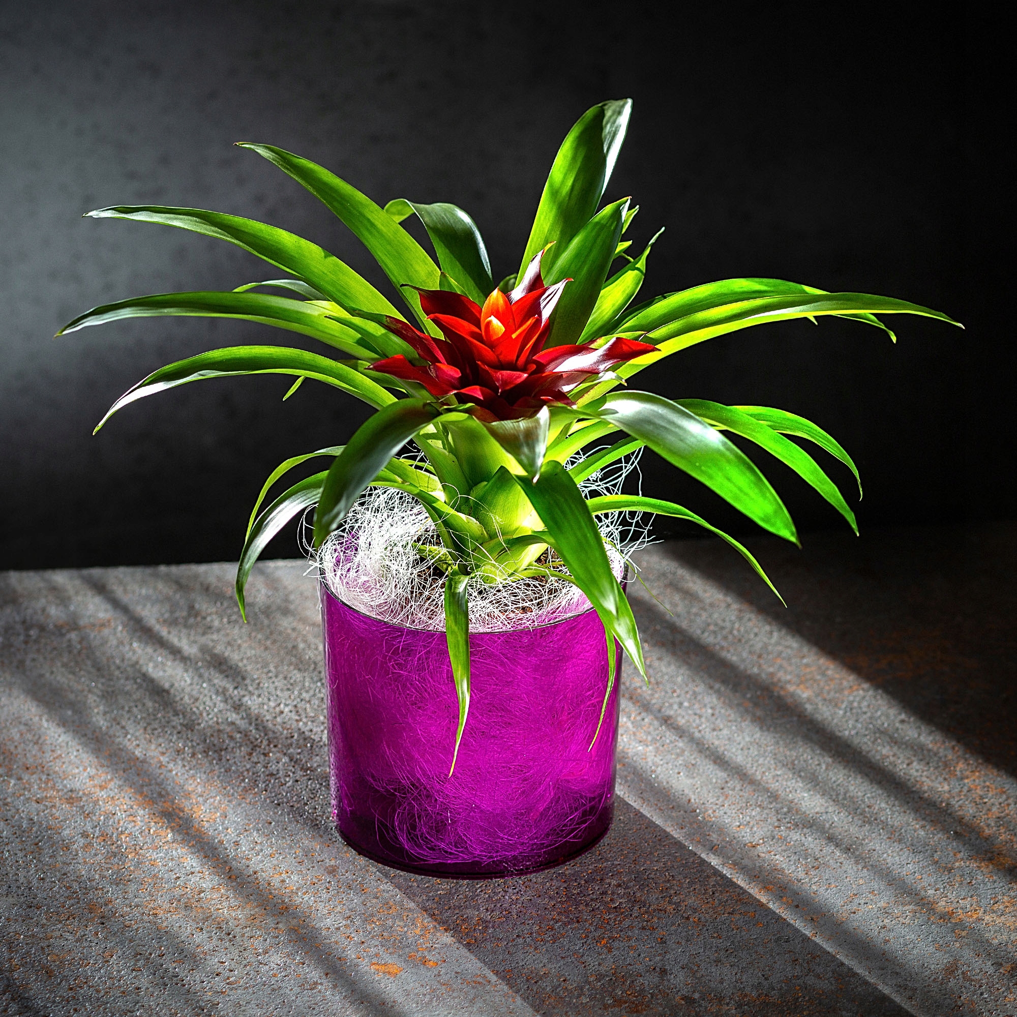 Doniczka na kwiaty okrągła Figari 15 cm, fioletowa