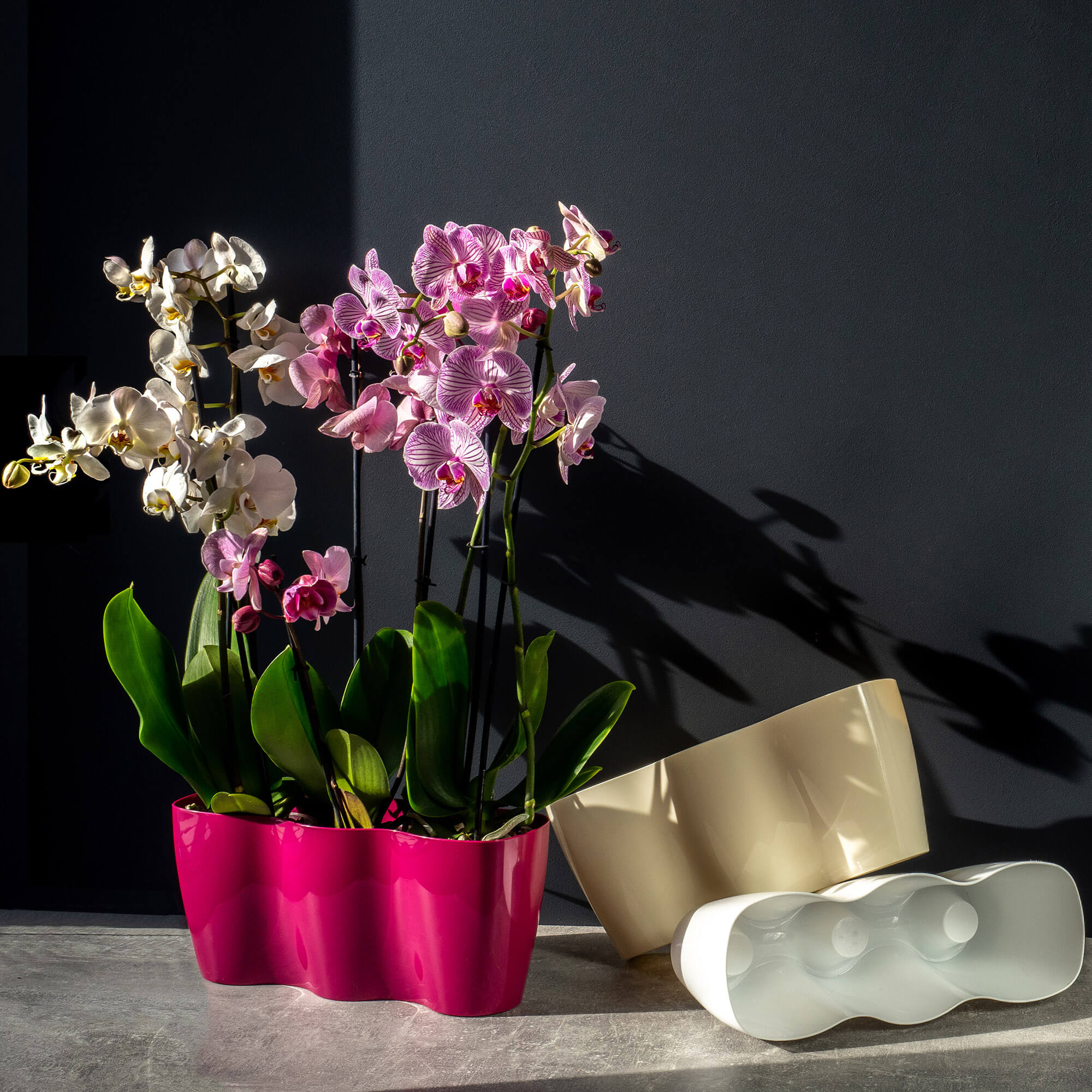 Doniczka do storczyków potrójna Fermo 35 x 12 cm, kremowa