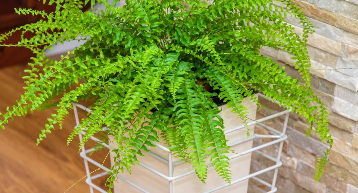 Kwietnik stojący na doniczkę 26 x 51 cm, biały