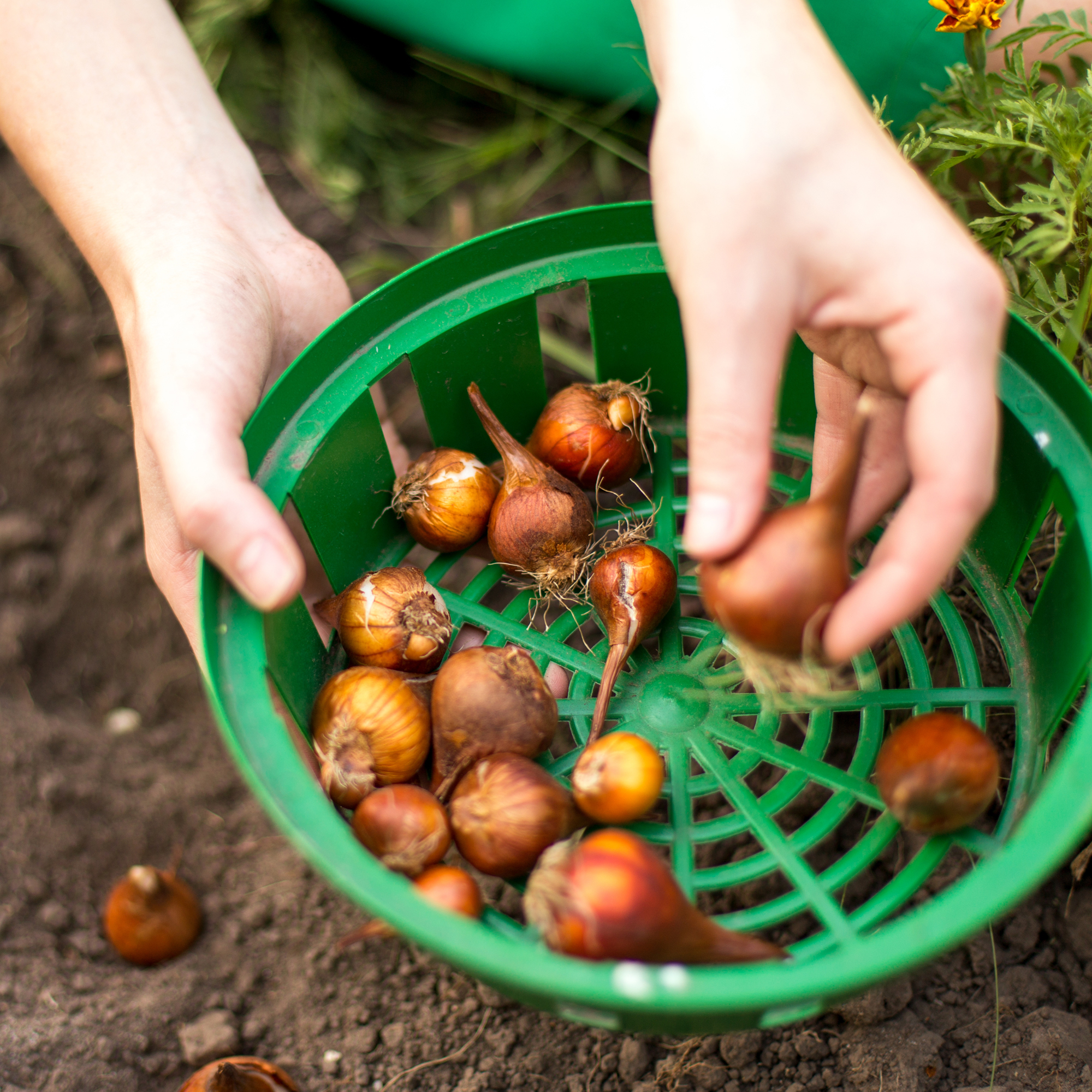 Koszyk do cebulek Julis 23 cm, 10 szt.