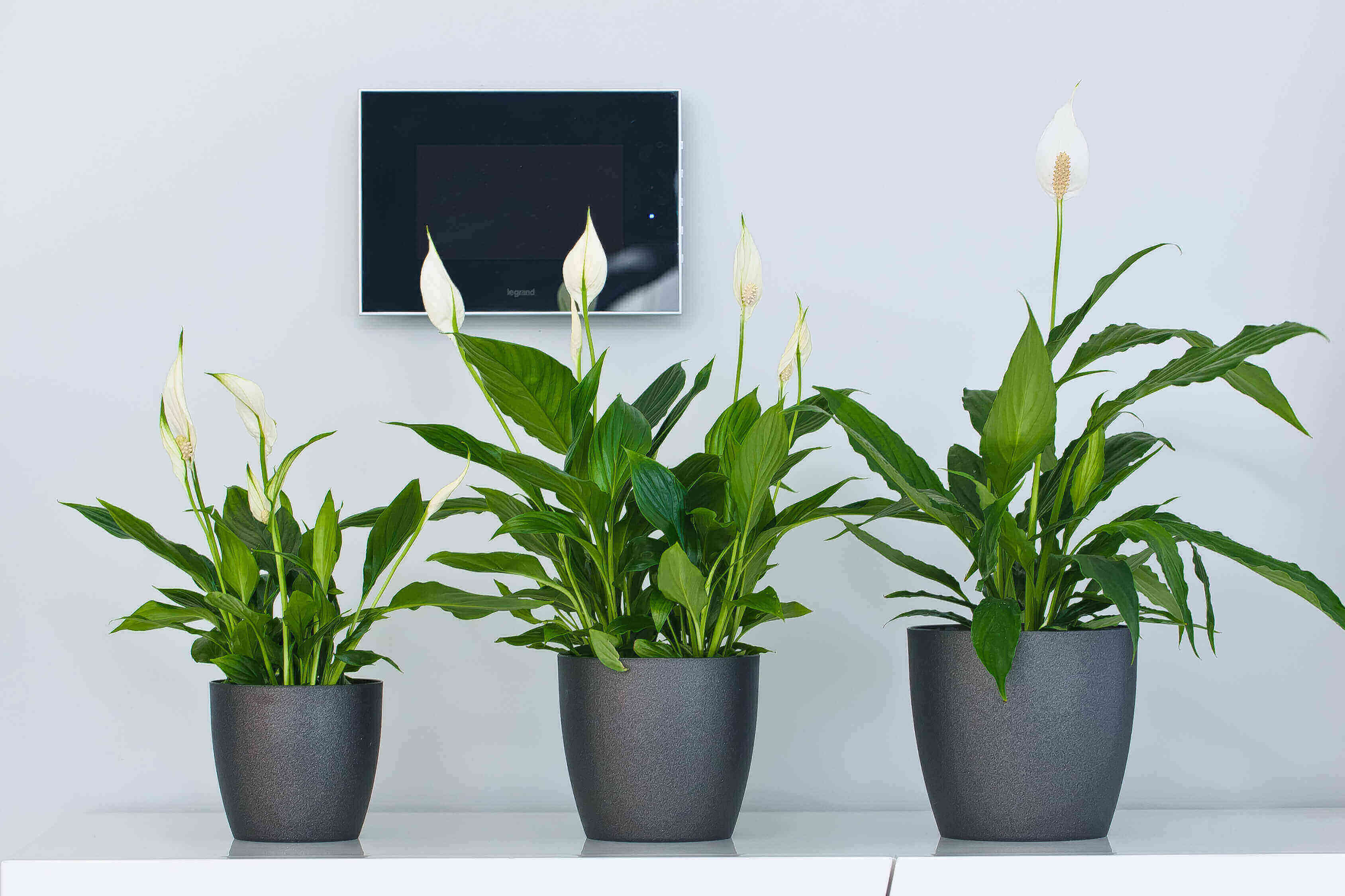 Doniczka Agen z podstawką 25 cm, matowa grafitowa