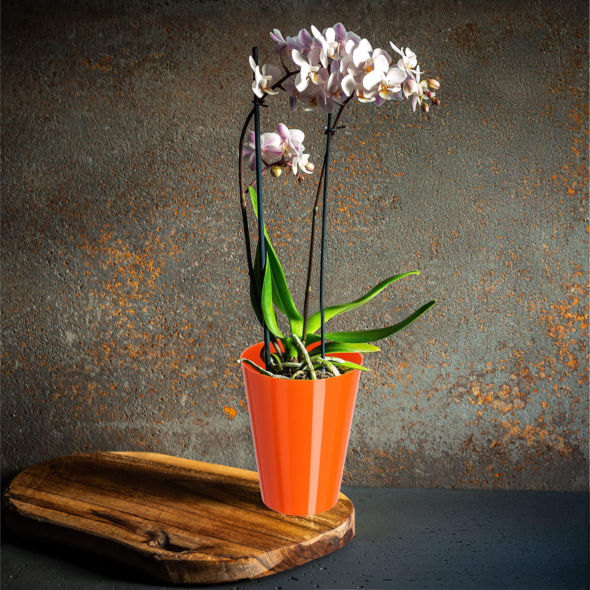 Doniczka na storczyka Cerda 13 cm, pomarańczowa