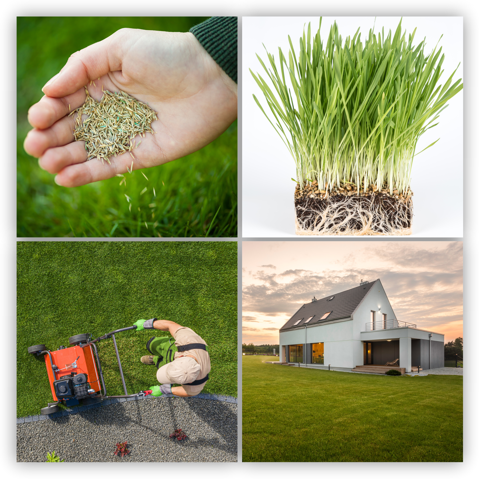 Trawa uniwersalna Riset szybko zagęszczająca 2 kg 100 m2