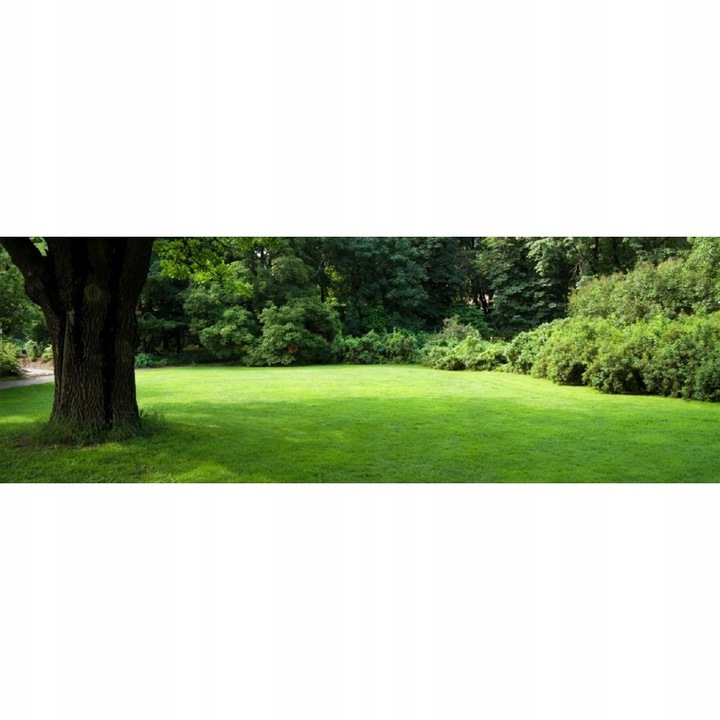 Trawa odporna na cień i słońce Barenbrug Shadow&Sun 1kg