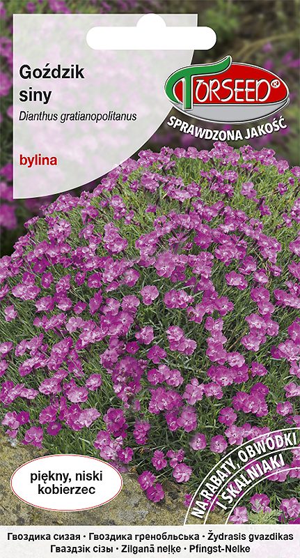 Goździk siny - Dianthus gratianopolitanus różowy 0,1g