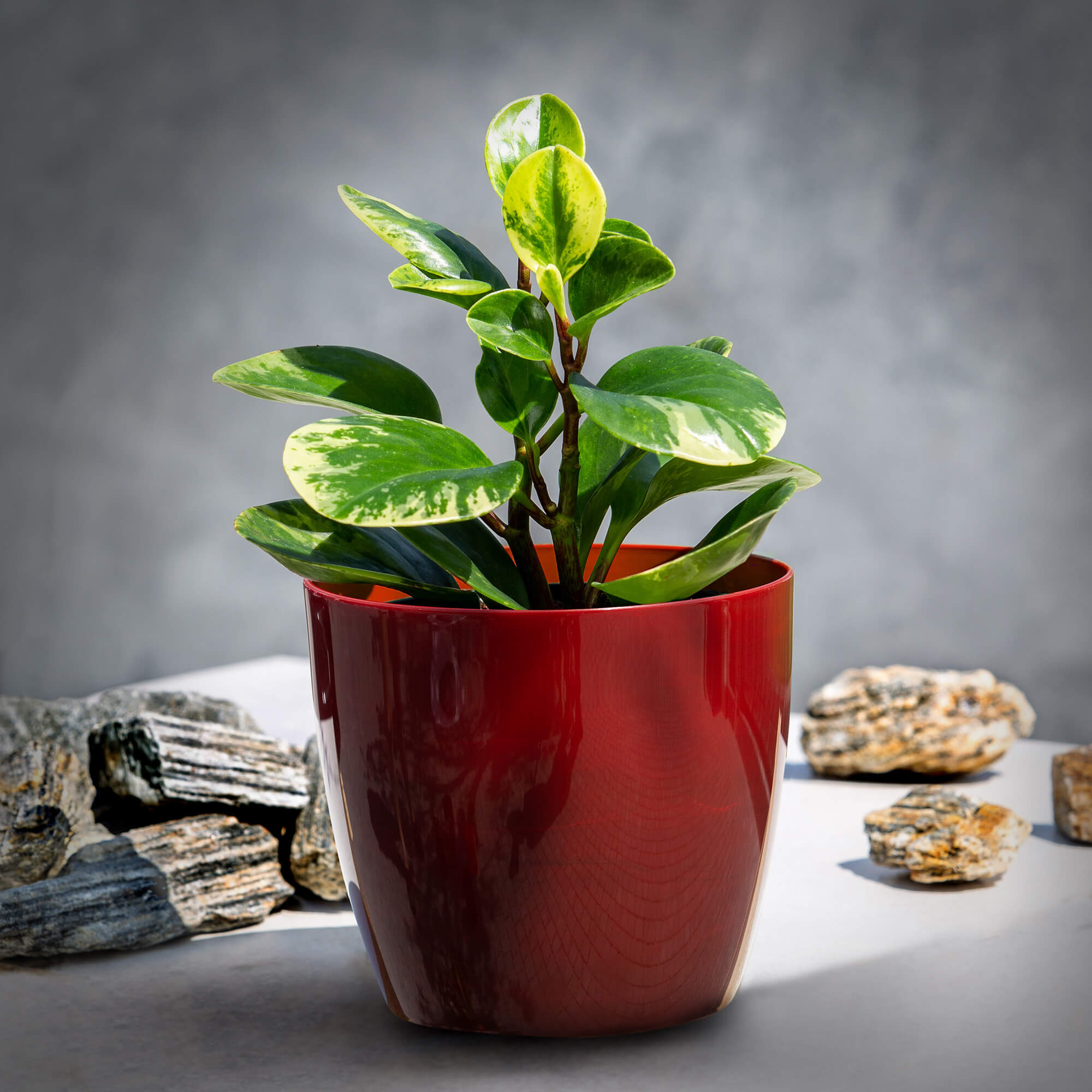 Doniczka na kwiaty Agen 12 cm, czerwony marmur