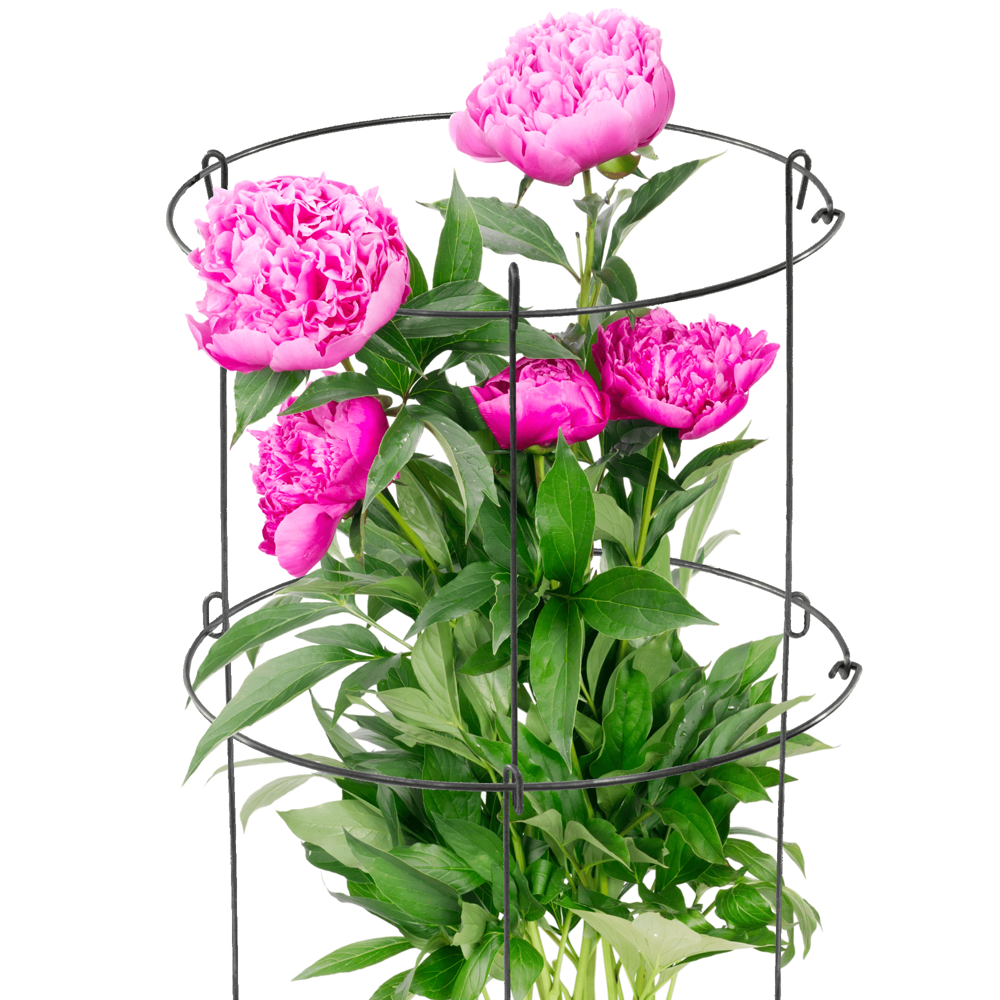 Obejma do roślin stalowa 60 x 36 cm, czarna