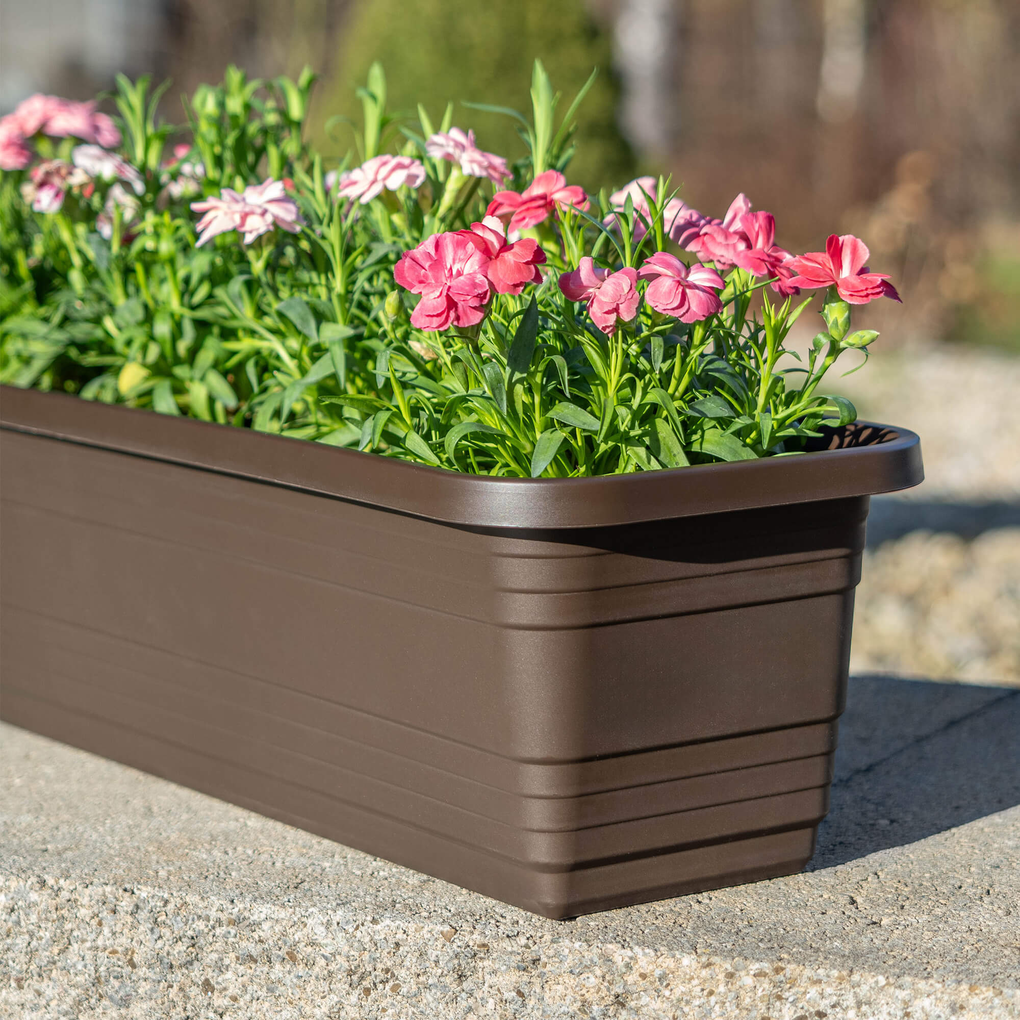 Skrzynka balkonowa Paulin 50cm mokka