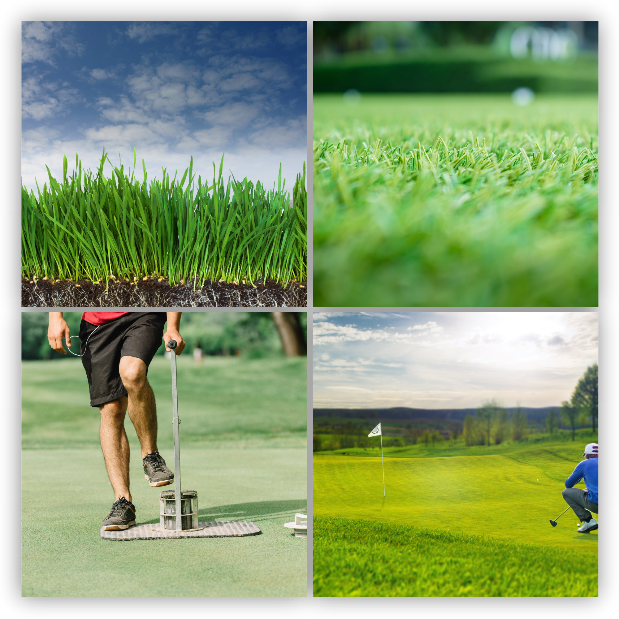 Trawa uniwersalna Riset szybko zagęszczająca 2 kg 100 m2