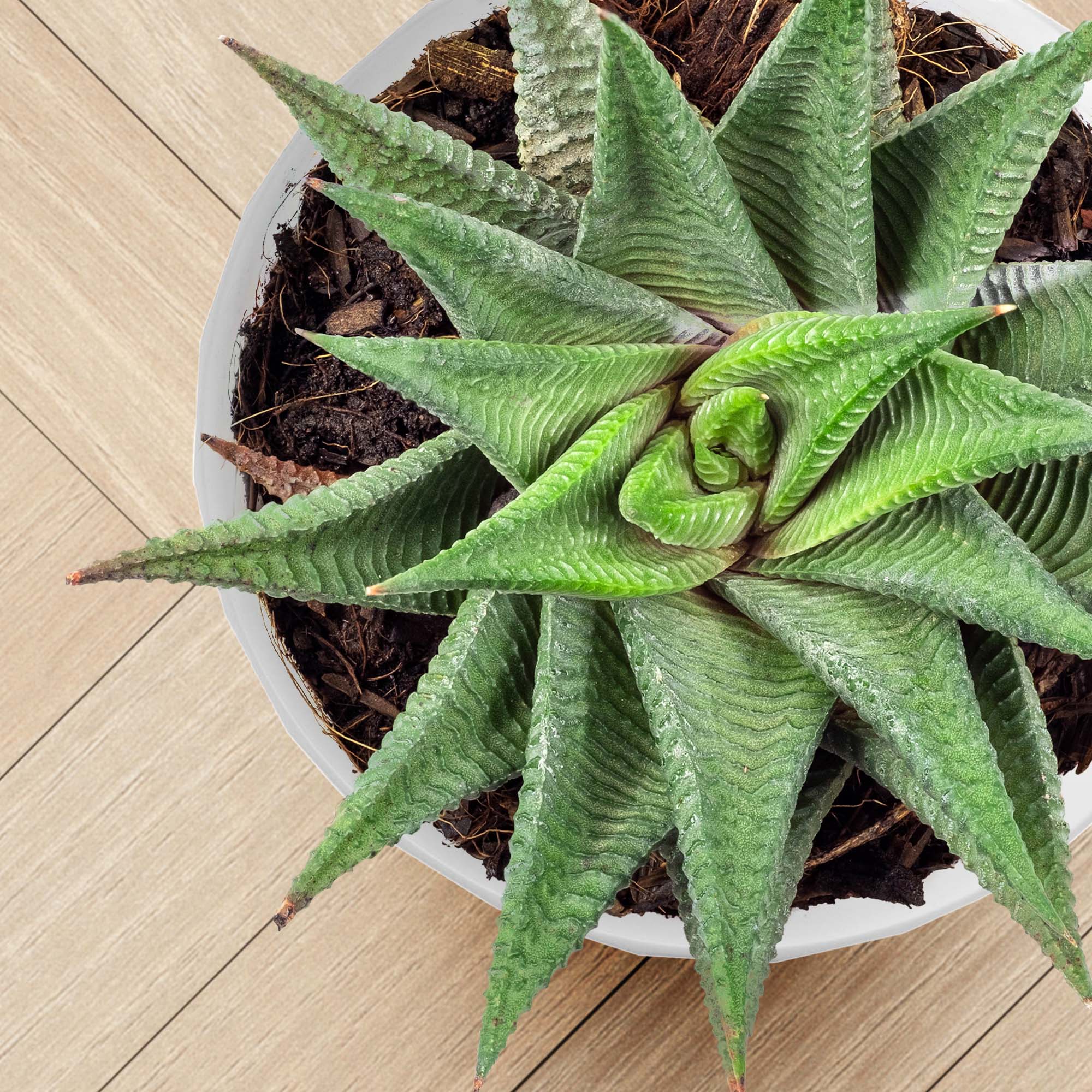 Doniczka na kwiaty z podstawką 20 cm, biała