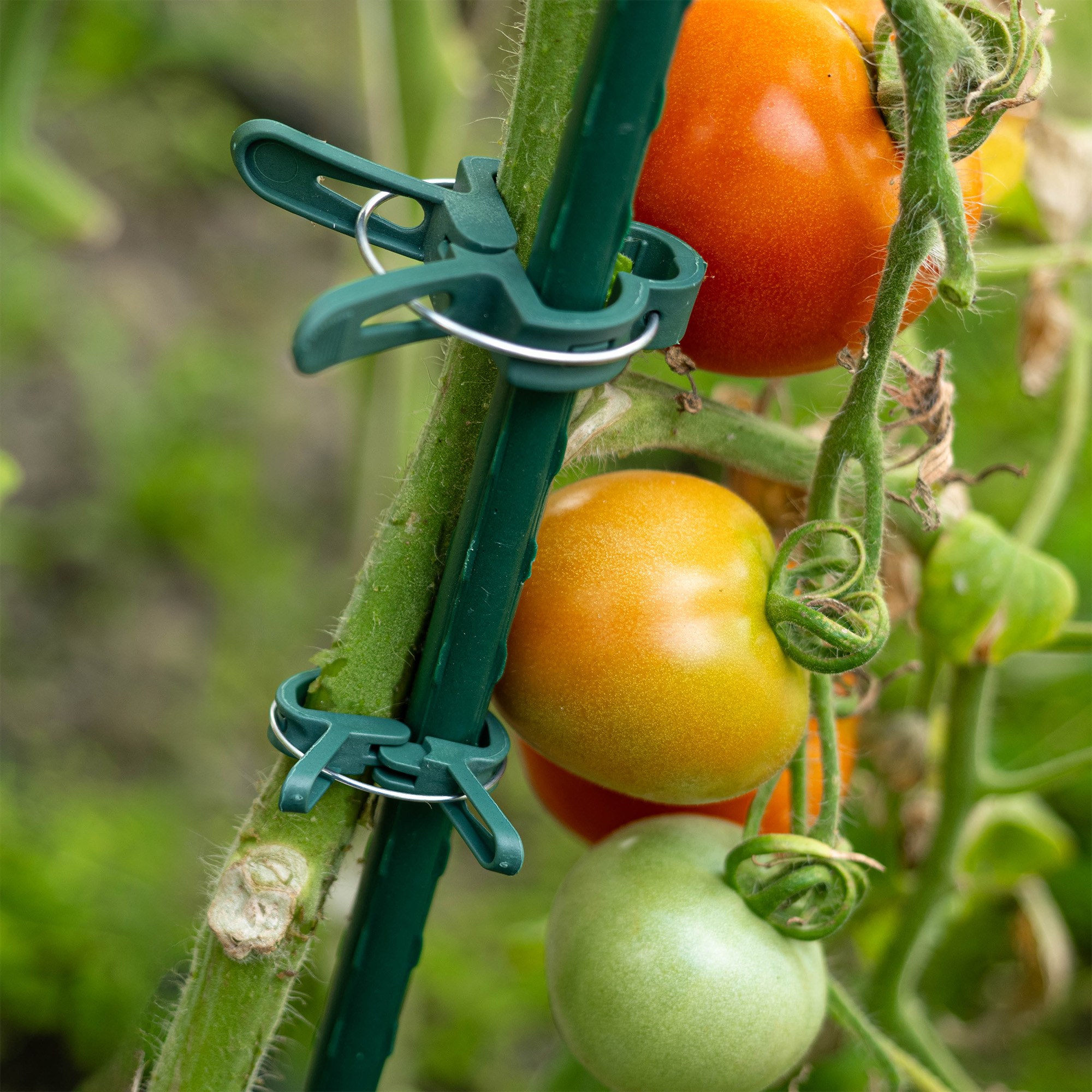 Klipsy do mocowania roślin Paldo 2 rozmiary zielone 20 szt.