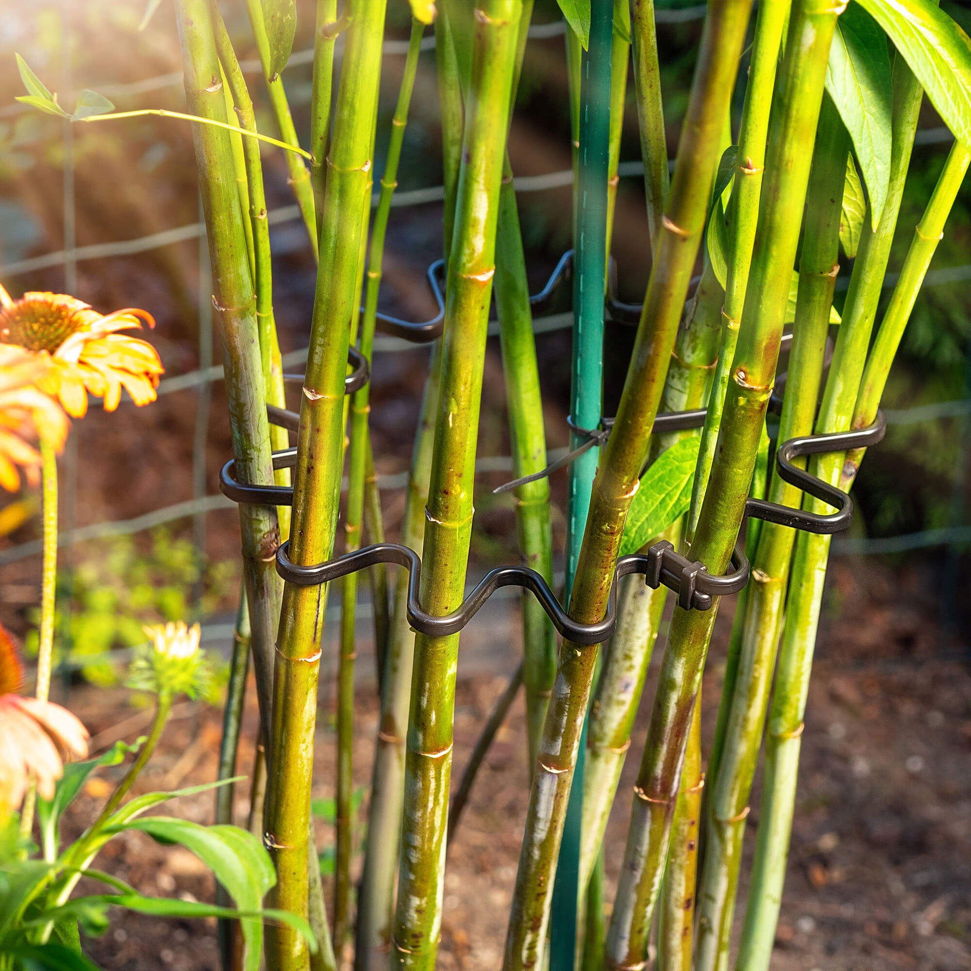 Obejma do roślin Montlaur z opaską zaciskową 21 cm czarna 20 szt.