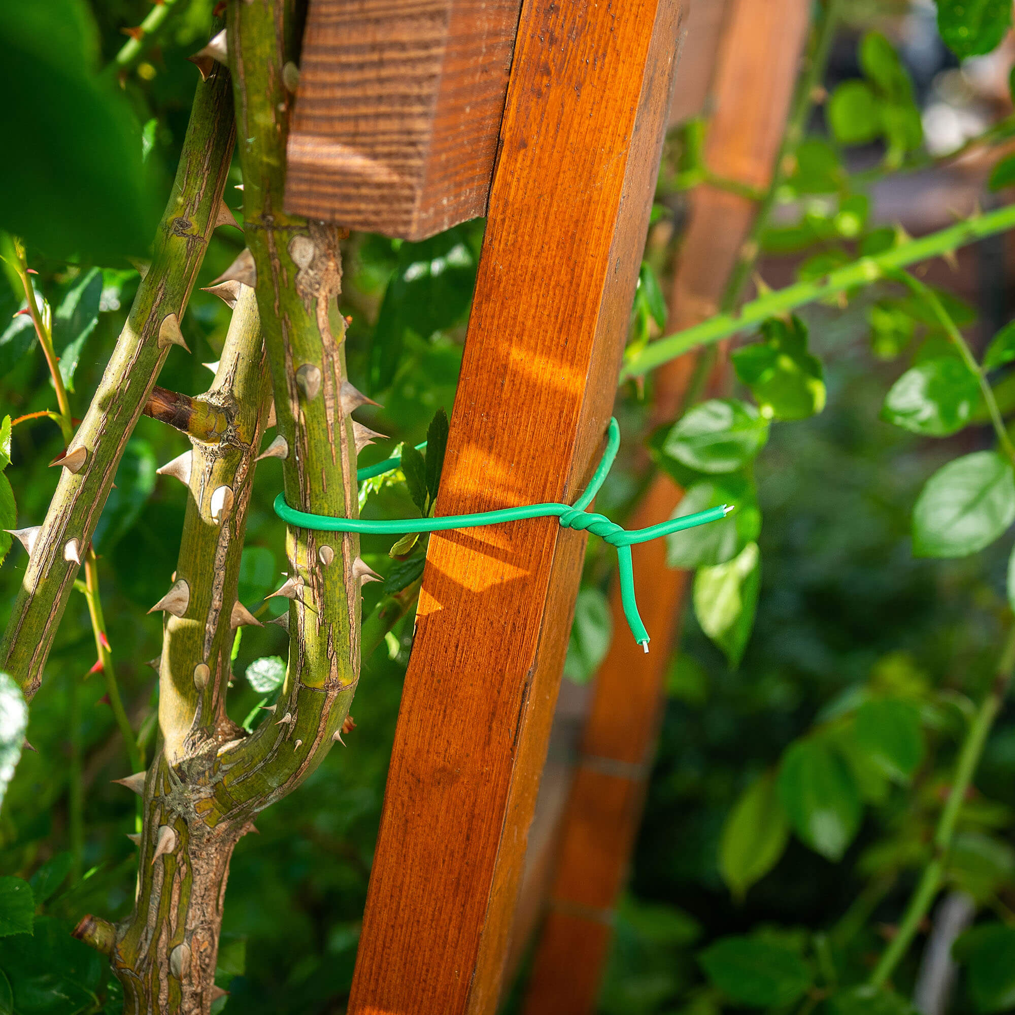 Opaska skręcana do roślin Draix TPR 5 m