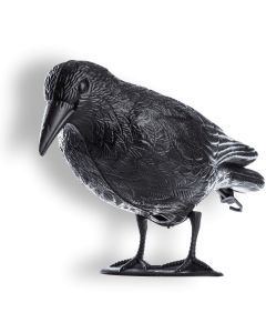 Czarny kruk Krokom na szpaki i ptaki