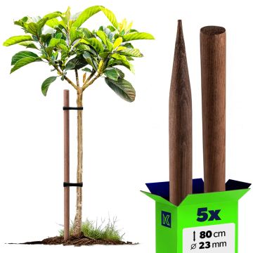Podpora do roślin drewniana Utre palik impregnowany 23 mm x 80 cm 5 szt.