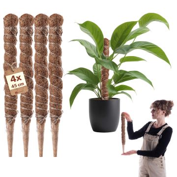 Tyczka do roślin kokosowa Cande 45 cm podpora doniczkowa 4 szt.