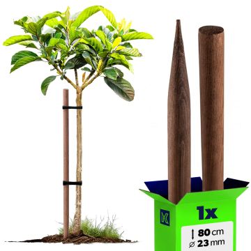 Podpora do roślin drewniana Utre palik impregnowany 23 mm x 80 cm 1 szt.