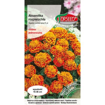 Aksamitka rozpierzchła (niska) - Tagetes patula nana fl.pl. dwubarwna 1g