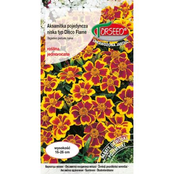 Aksamitka pojedyncza niska typ Disco - Tagetes patula nana f Flame - miodowo-karminowa 1g