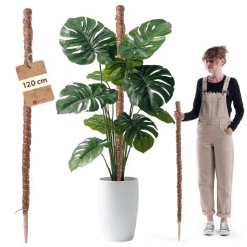 Tyczka do roślin kokosowa Cande 120 cm podpora doniczkowa 1 szt.
