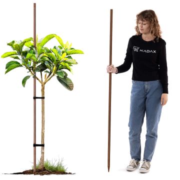 Podpora do roślin drewniana Tarup palik 28 mm x 180 cm 1 szt.