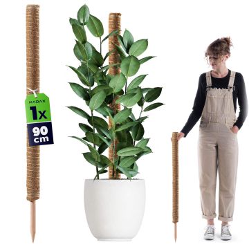 Tyczka do roślin kokosowa Cande 90 cm podpora doniczkowa 1 szt.
