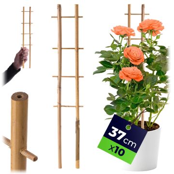 Drabinka bambusowa do roślin Taio 37 cm 10 szt.