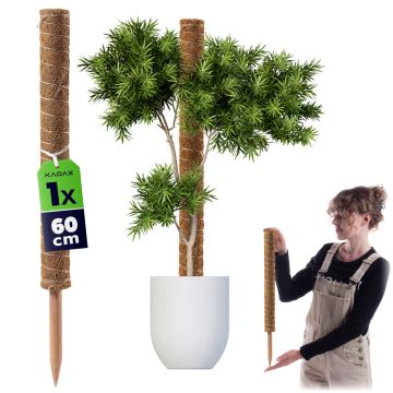 Tyczka do roślin kokosowa Cande 60 cm podpora doniczkowa 1 szt.