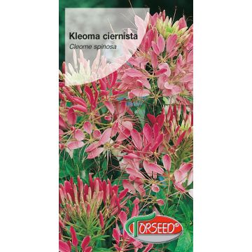 Kleoma ciernista - Cleome spinosa różowa 1g