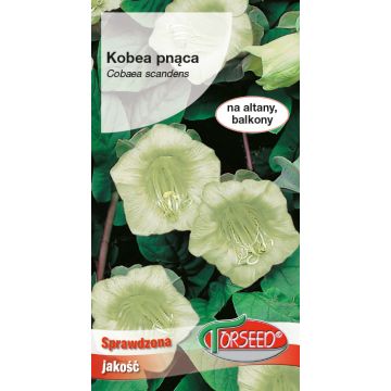 Kobea pnąca - Cobaea scandens biała  0,8g